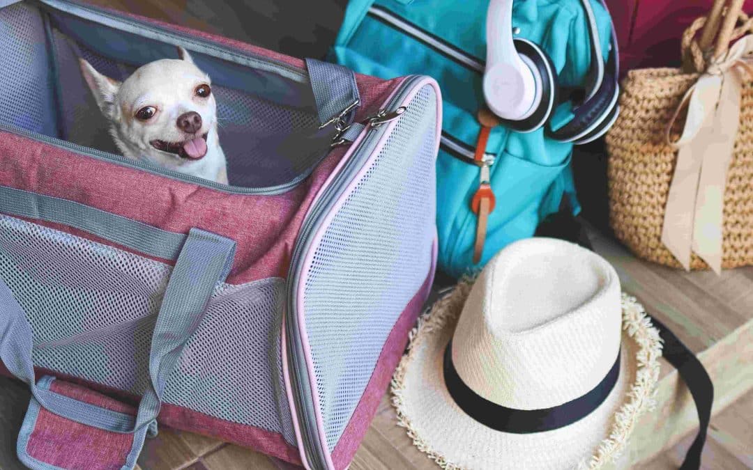 How To Travel With Pets Without Losing Your Cool