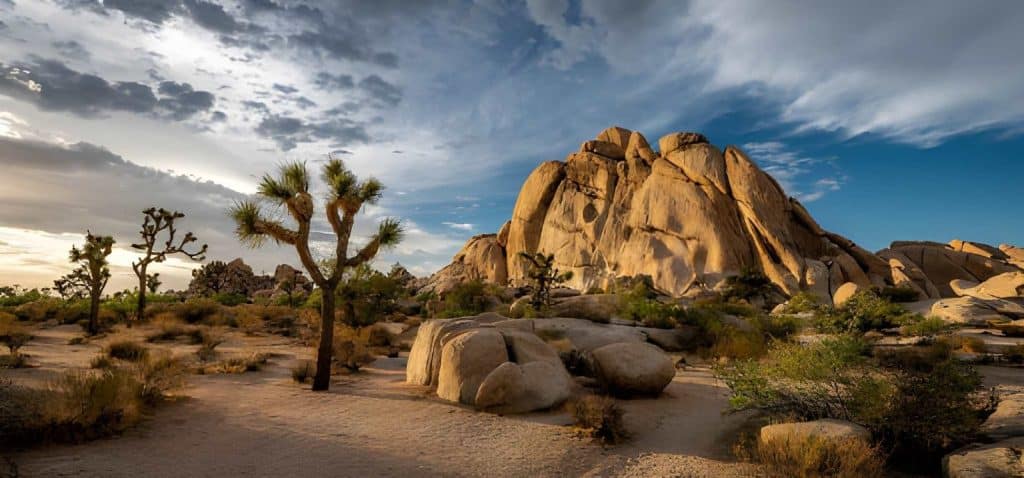 Joshua Tree Turns Stops Into Play Areas